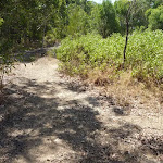 Green Point Reserve bushland
