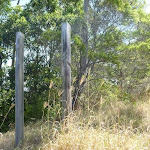 Posts in bushland, Green Point Reserve