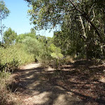 Track through Eucalypt forest, Green Point Reserve