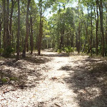 Eucalypt forest, Green Point Reserve
