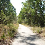 Eucalypt forests in Green Point Reserve