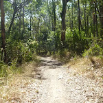 Track in Green Pint Reserve on Lake Macquarie