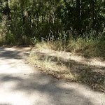Tracks near Green Point on Lake Macquarie