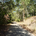 Eucalyptus forest beside trail in the Green Point Reserve