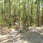 Faint forested track near a fire trail in Green Point Reserve