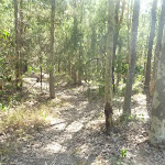 Track into forest near a fire trail in Green Point Reserve