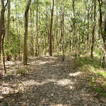 Track in Green Point Reserve, by the shores of Lake Macquarie
