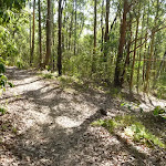 Track deep within the inland of Green Point Reserve