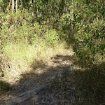Faint track into forest near the foreshore of Lake Macquarie