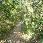 Track near Rocky-high viewpoint in Green Point Reserve