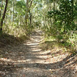 Some wide tracks in Green Point Reserve