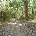 Trail through forest near Rocky-high viewpoint in Green Point Reserve