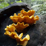 Orange fungus growing in the lower section of Nellies Glen