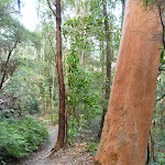 Larger trees near the base of Nellies Glen