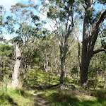 Open forest east of Megalong Rd