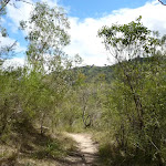 Six Foot Track east of the Coxs River