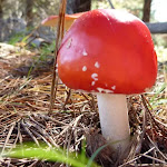 Red Mushroom near Black Range Camping Ground