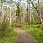 Six Foot Track west of Black Range Camping Ground