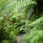 Ferns nearing Lillian's Glen