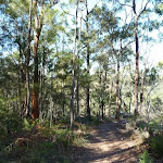 Near the top of Berowra Track