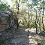 Wide section of the Berowra Track