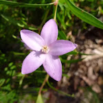 Boronia flower