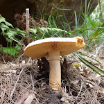 Mushroom on Berowra Track beside Cowan Creek