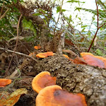 Orange Fungus growing beside Cowan Creek