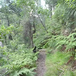 Ferny section of track south of Winson Bay