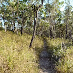 Flat section on the Mt Kuring-gai Track