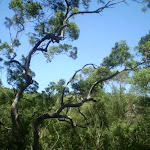 The trees above the Casuarina Track