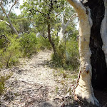 Walking through the scribbly gum forest east of Cherry Lane on the Great North Walk