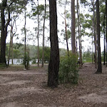 Open forest  in Little Mountain campground
