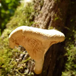 Fungus growing near Dead Horse Creek