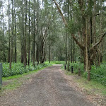 Road into Bungaree Bay campsite