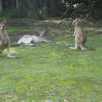 Say G'day to the locals