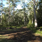 Open area along the Gum trees