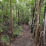 Closed (riparian) section of forest.