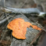 Some Orange fungus