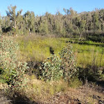 A swamp along the trail