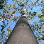 Blue Gum in the Forest