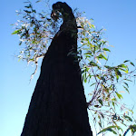 Epicormic Buds on Eucalypt