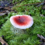 Fungus near Junction Rock