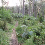 Track north of Blue Gum Forest