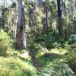 Western edge of Blue Gum Forest