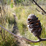 Banksia hanging over track