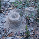 Ant mounds beneath Thor Head