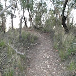 Bushtrack to Baltzer Lookout