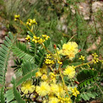 Golden Wattle in Grand Canyon