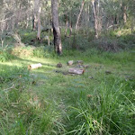 One of many clearings along the Grose River Track
